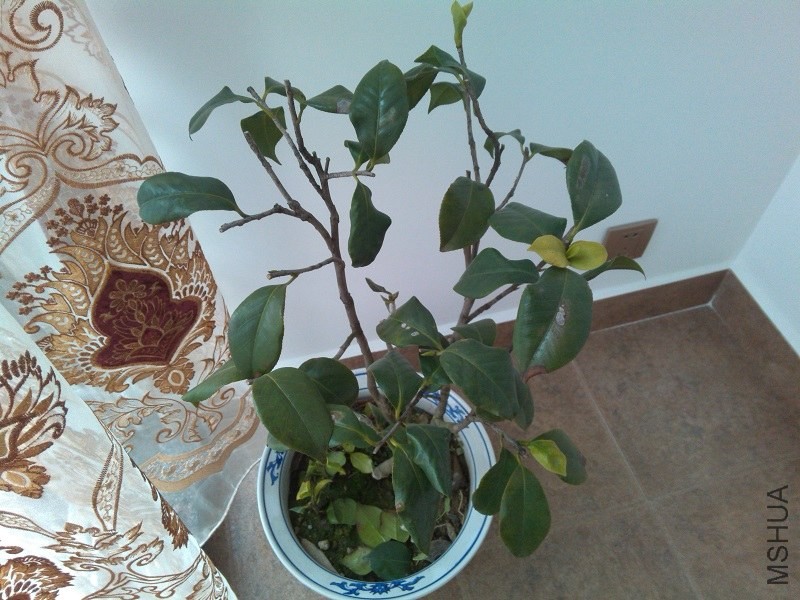 IMG_20140125_162937.jpg