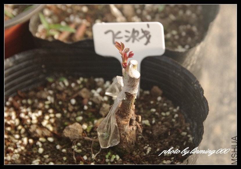 IMGP1812 ����.jpg