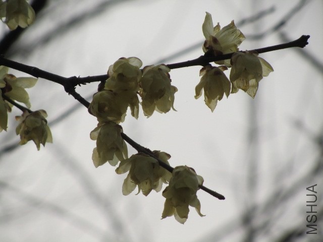 IMG_0038.JPG