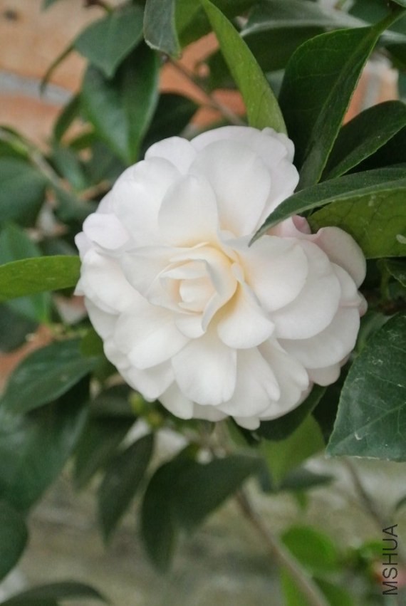 psb (1).jpg