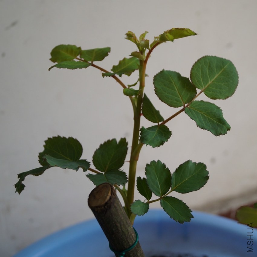 2014��1��26��-ѿ1.JPG