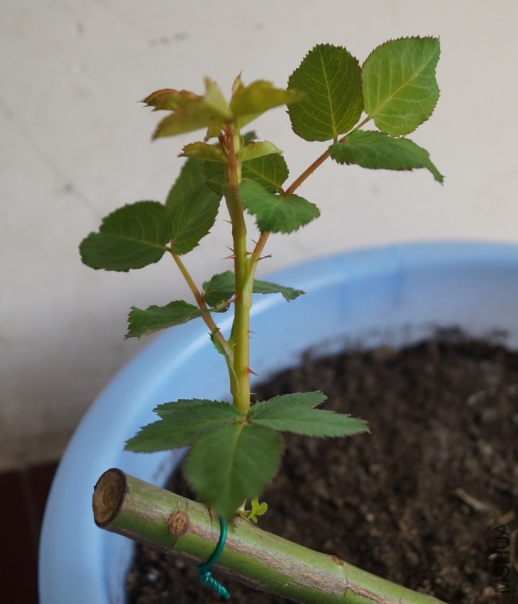2014��1��26��-ѿ2.JPG