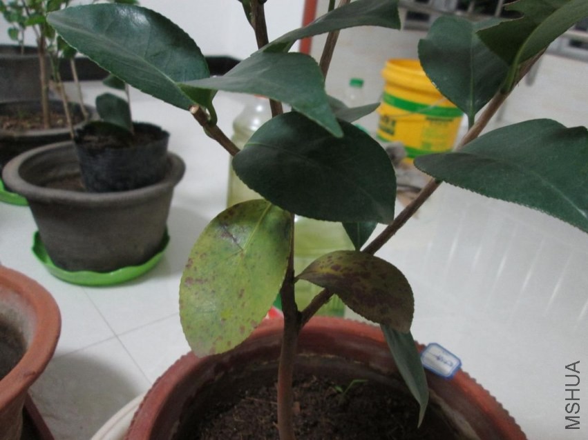 ��Ƭ 027.JPG