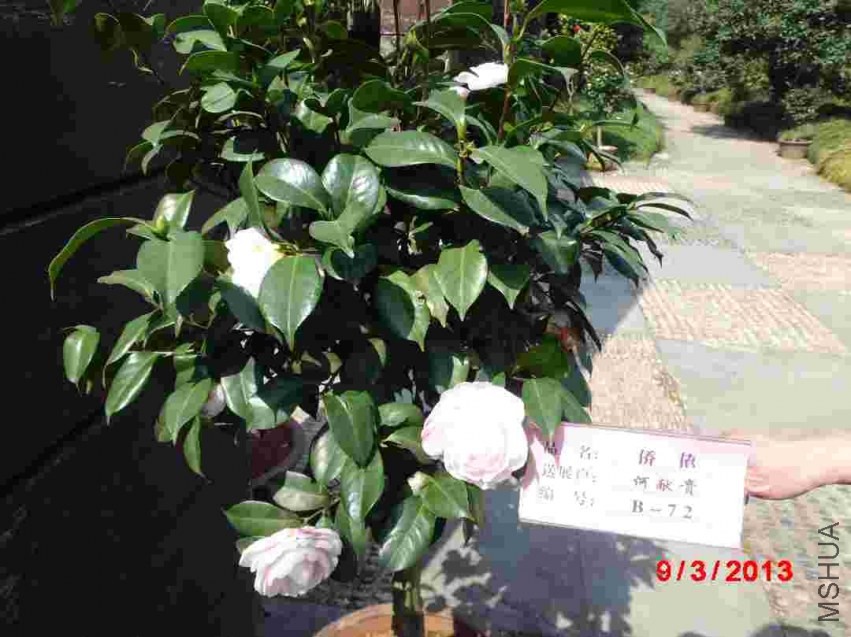 CIMG0867.JPG