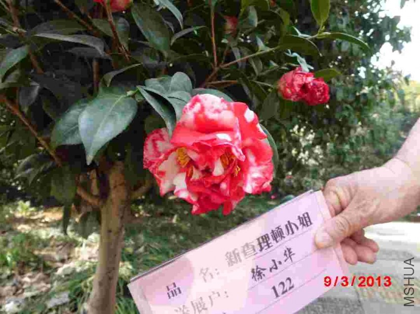 CIMG0868.JPG