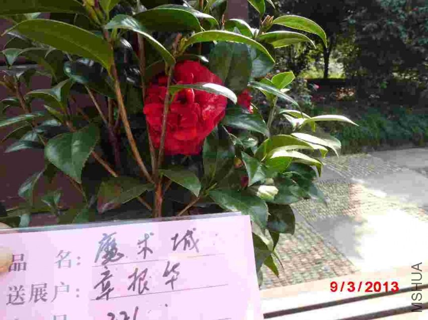 CIMG0870.JPG