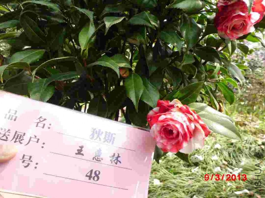 CIMG0873.JPG