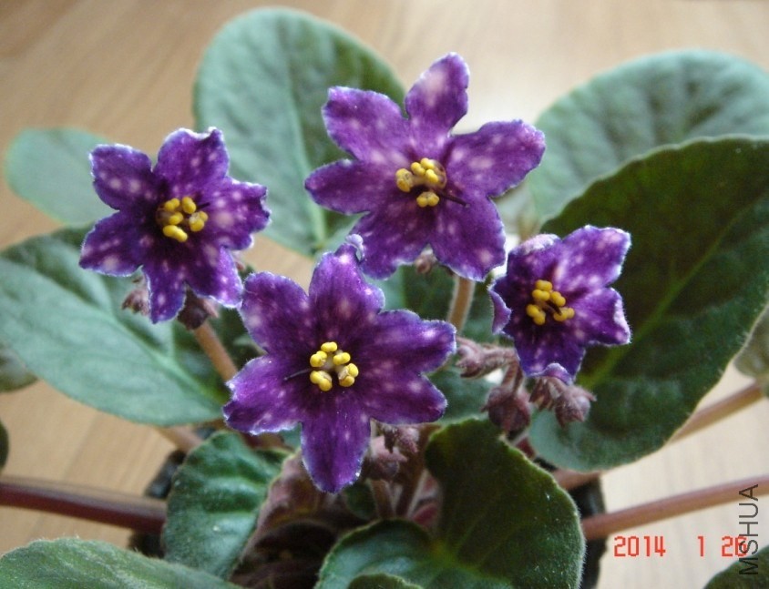 QQͼƬ20140126163514.jpg