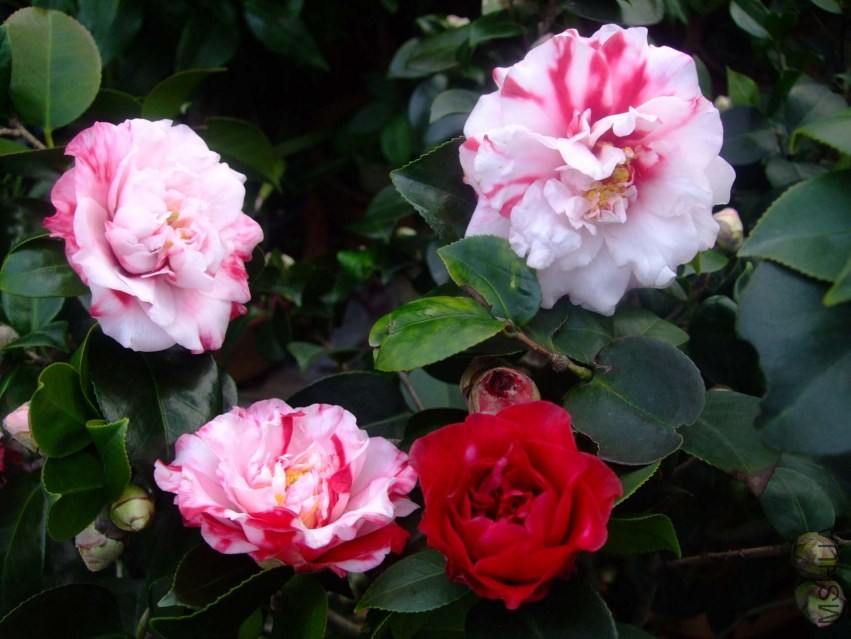 ����ۡ 2014-1-27 003.jpg