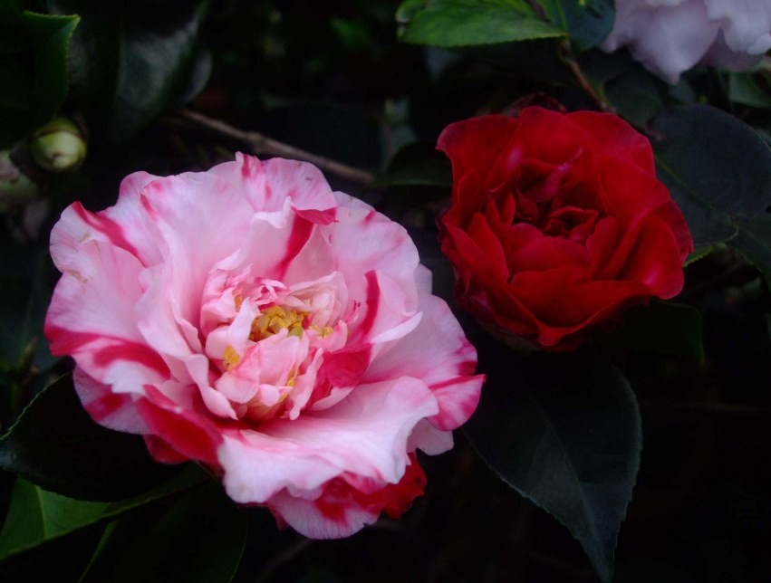 ����ۡ 2014-1-27 006.jpg