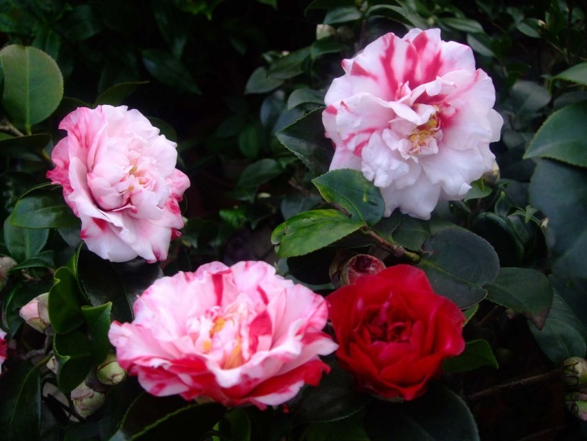 ����ۡ 2014-1-27 007.jpg