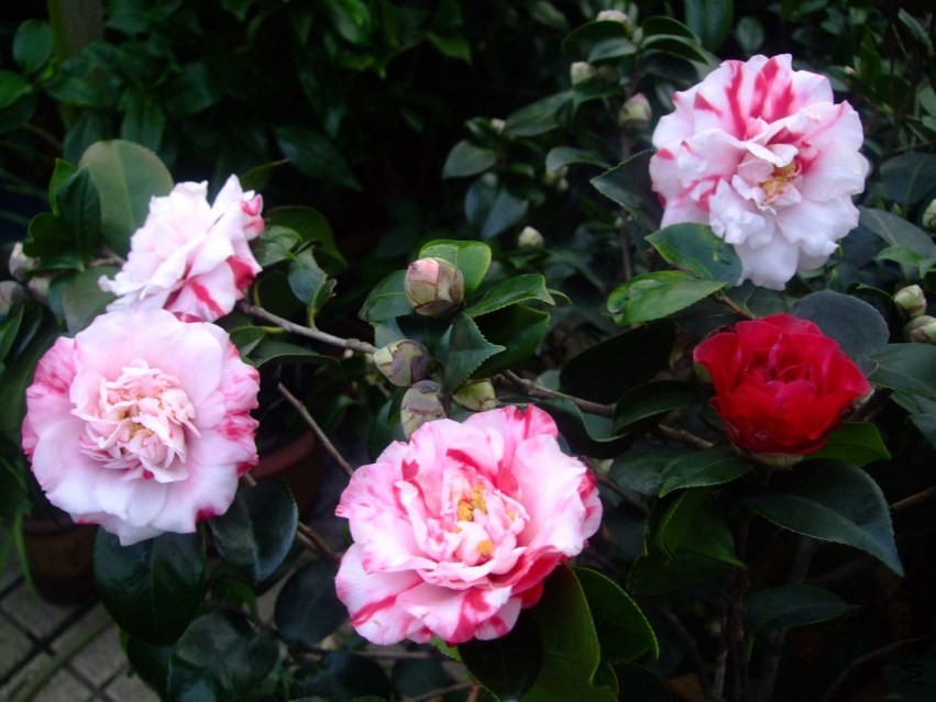 ����ۡ 2014-1-27 008.jpg