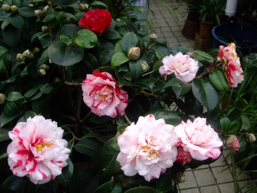 ����ۡ 2014-1-27 032.jpg