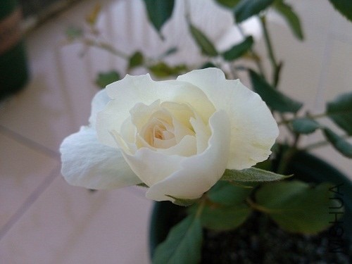 IMG20131013073733.jpg