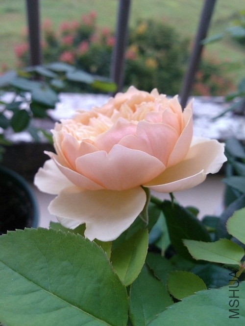 IMG20131009082519.jpg