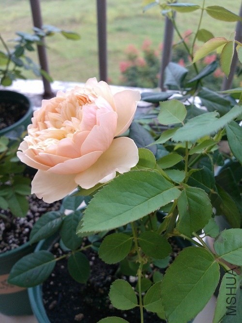 IMG20131009083302.jpg