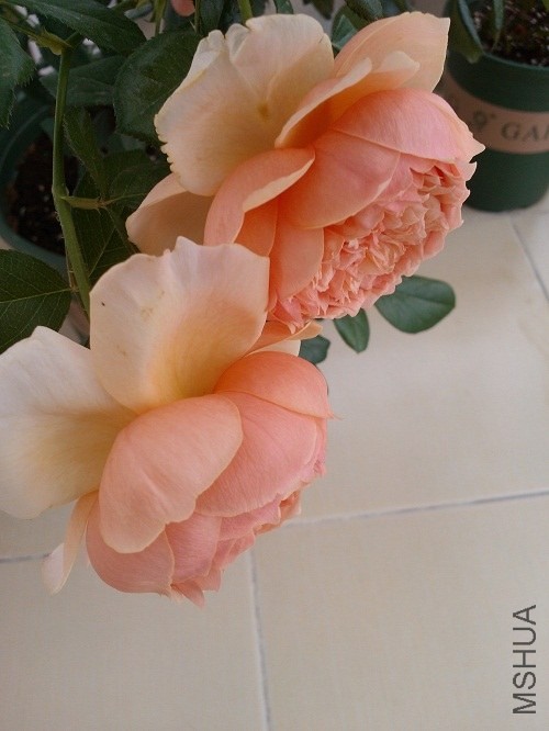 IMG20131101154151.jpg