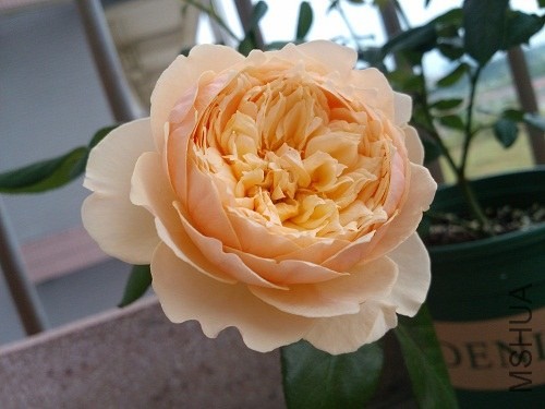 IMG20131009082146.jpg