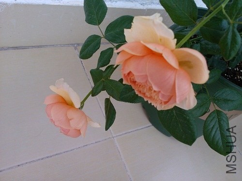 IMG20131101095631.jpg
