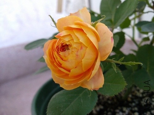 IMG20131028120714.jpg