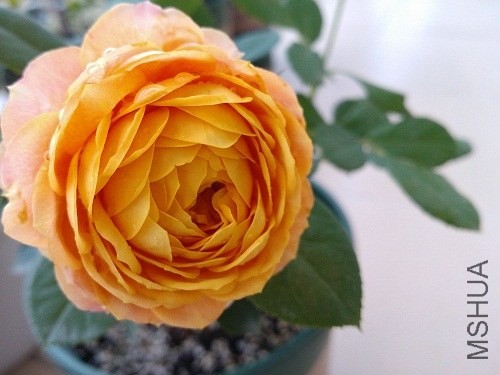 IMG20131104071914.jpg