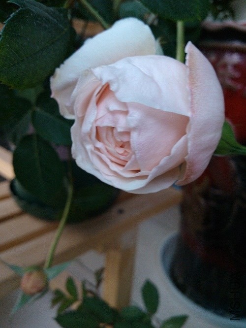 IMG20140126172548.jpg