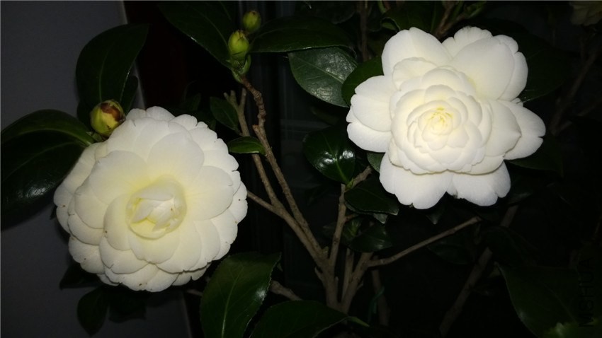 WP_20140127_20_39_33_Pro_����.jpg