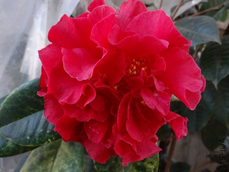 DSC00789.JPG