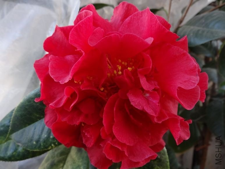 DSC00788.JPG