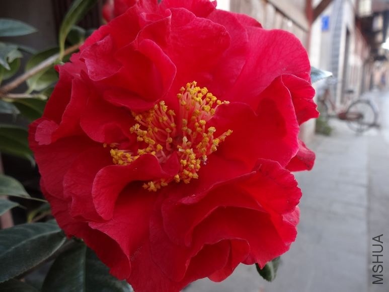 DSC00793.JPG