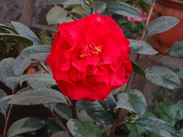DSC00774.JPG