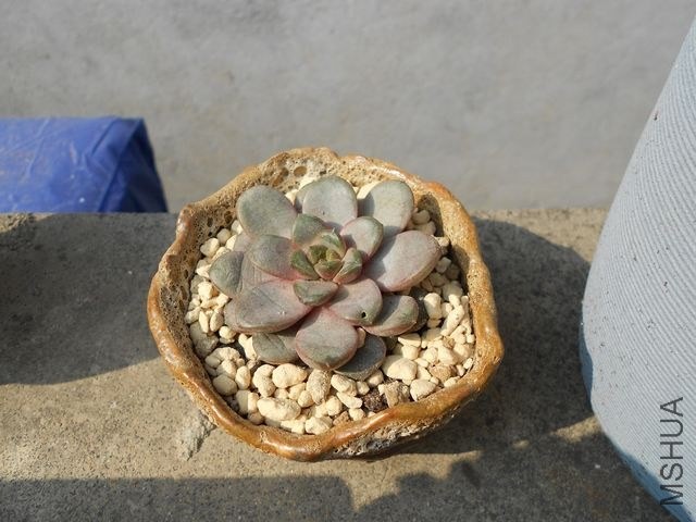 DSCN4540.jpg