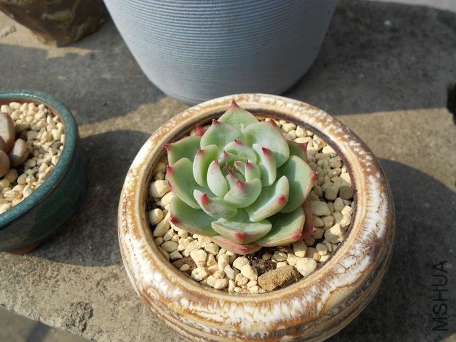 DSCN4535.jpg