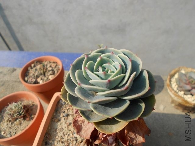 DSCN4531.jpg