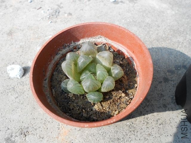 DSCN4529.jpg