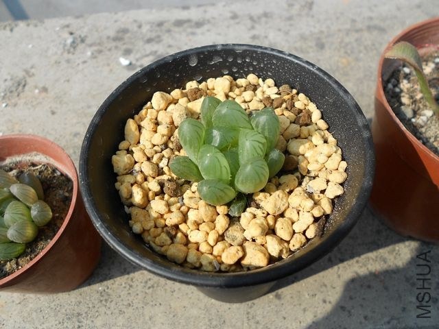 DSCN4527.jpg