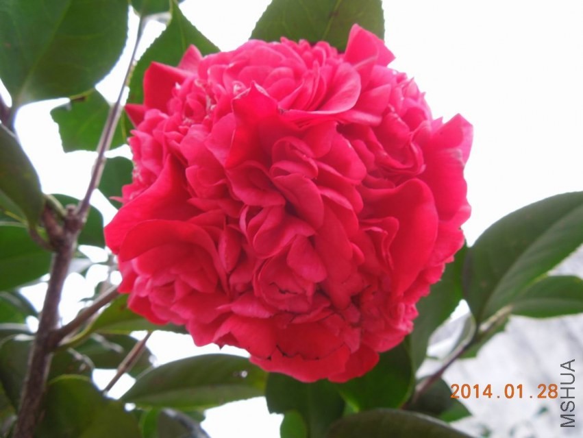 ������С DSCN0655.JPG