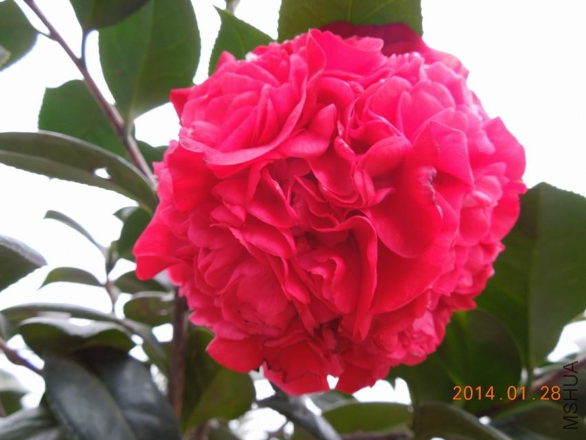 ������С DSCN0654.JPG