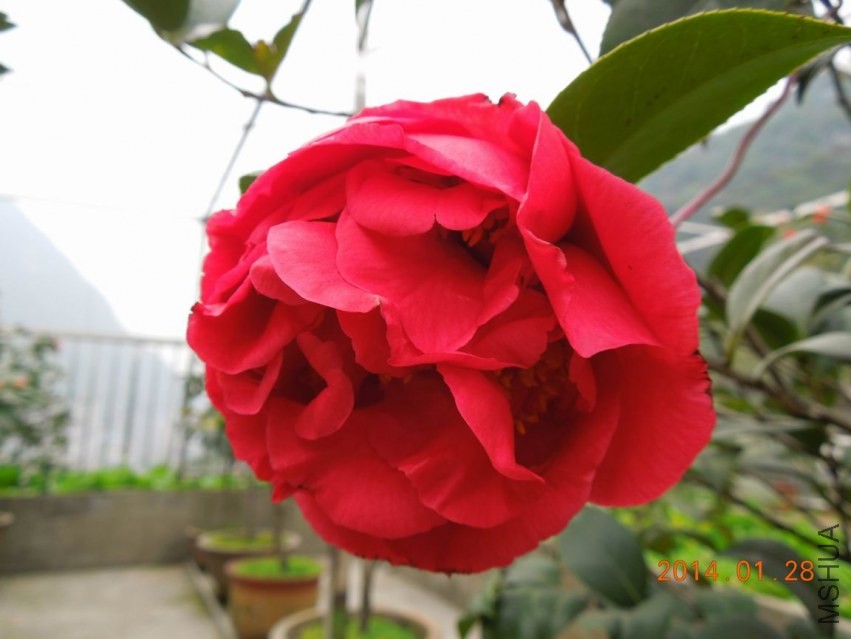 ������С DSCN0684.JPG