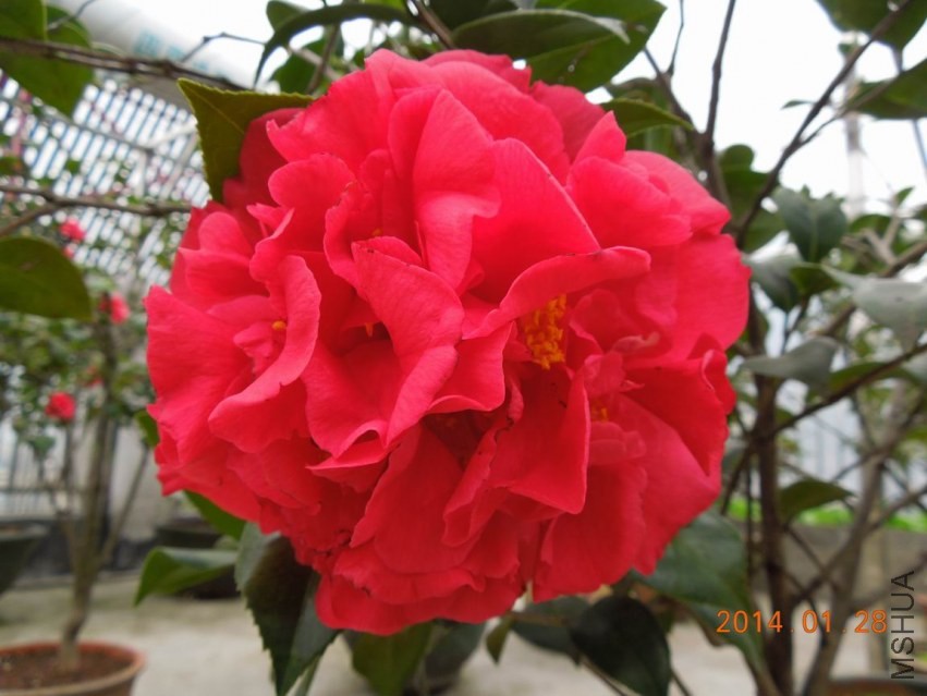 ������С DSCN0676.JPG
