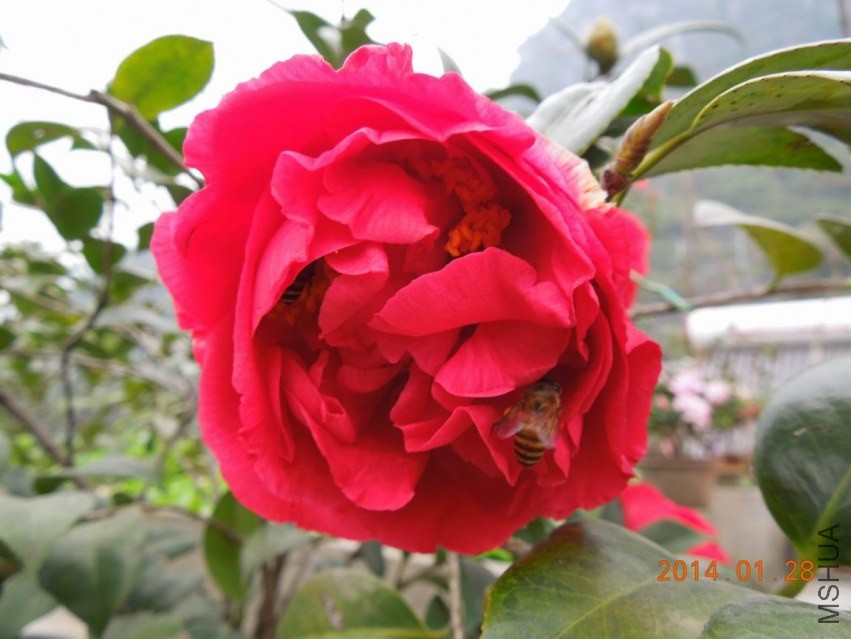 ������С DSCN0683.JPG