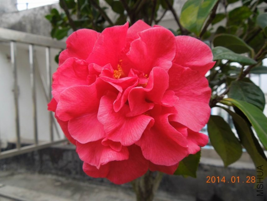 ������С DSCN0689.JPG