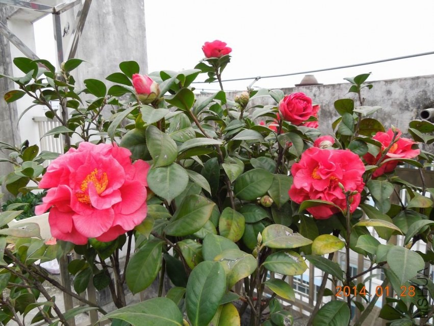 ������С DSCN0687.JPG