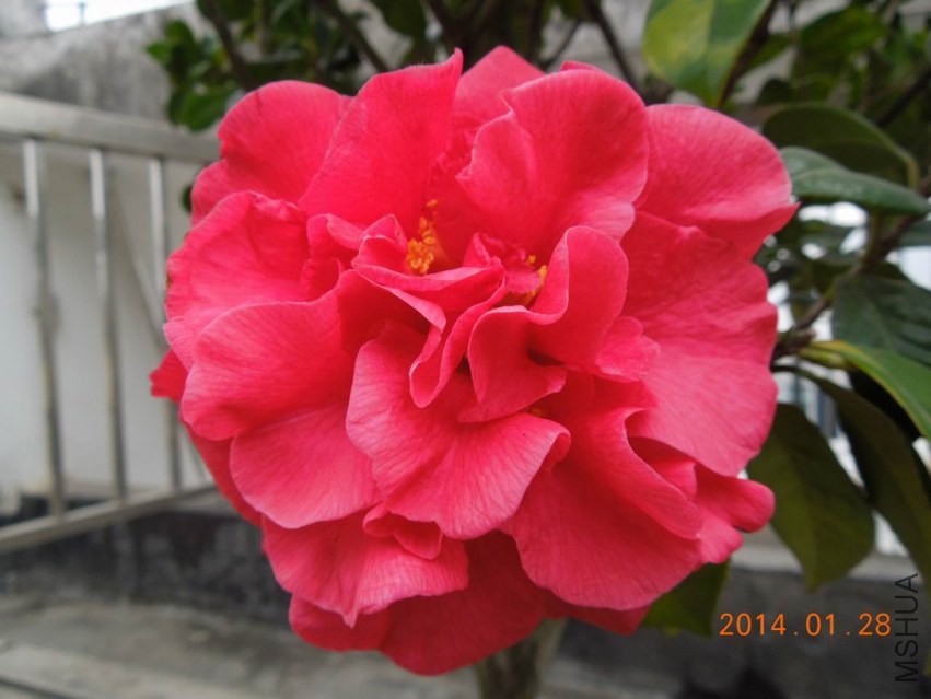 ������С DSCN0688.JPG