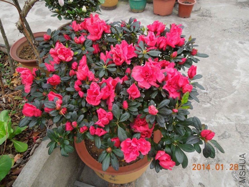 ������С DSCN0663.JPG