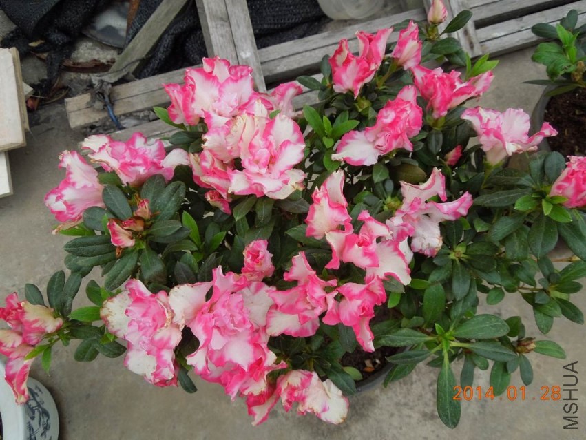 ������С DSCN0707.JPG