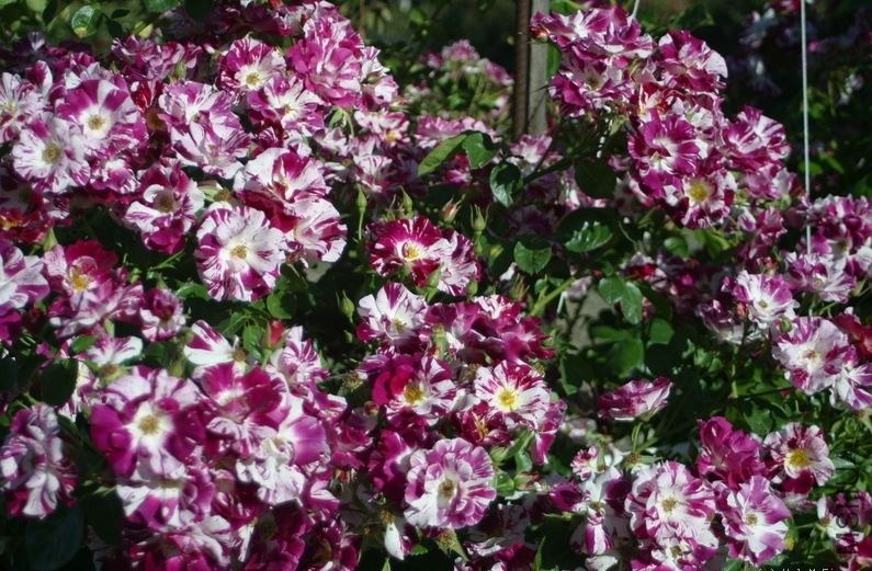 purple splash a.JPG