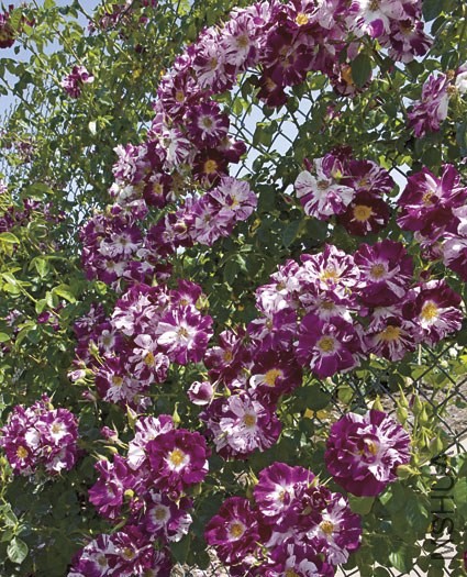 Purple Splash b.jpg