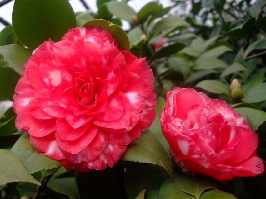 ������ 2014-1-29 037.jpg