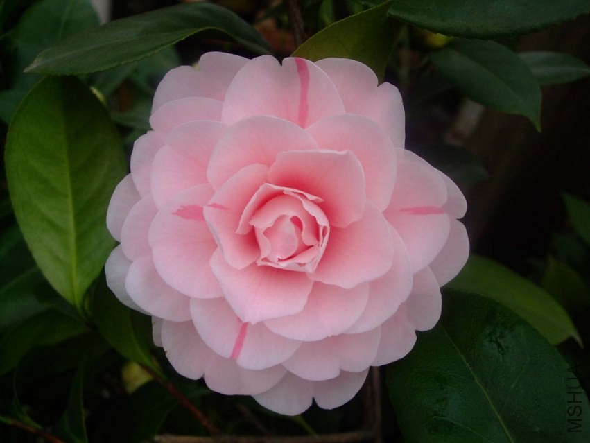 ���� 2014-1-28 007.jpg